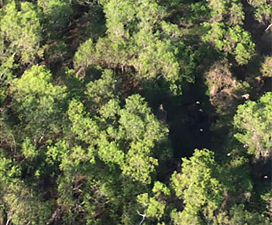 Canopy Cover