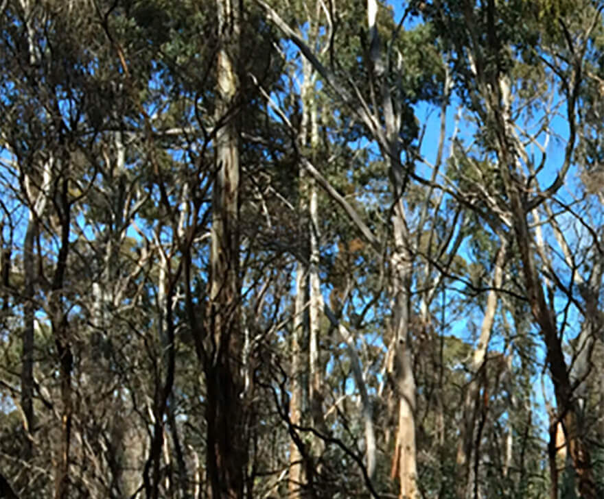 Canopy Layers