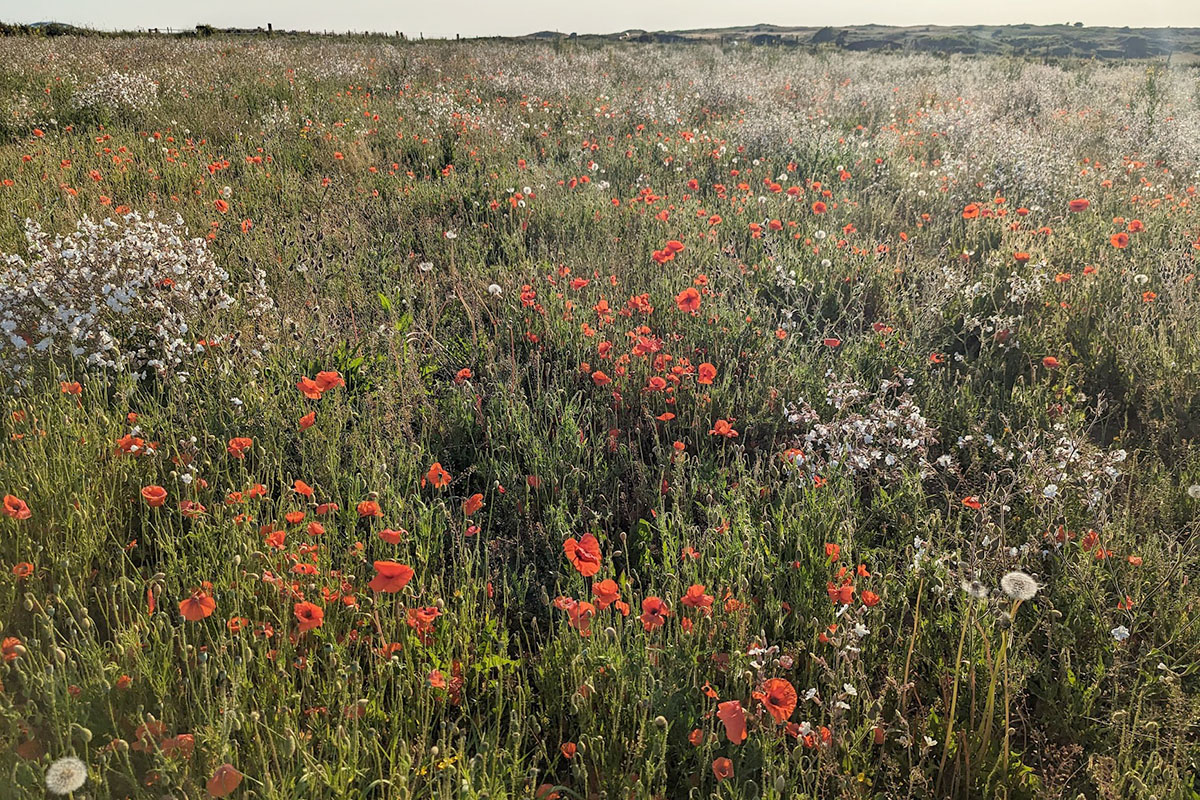 Untreated fallow land and crops