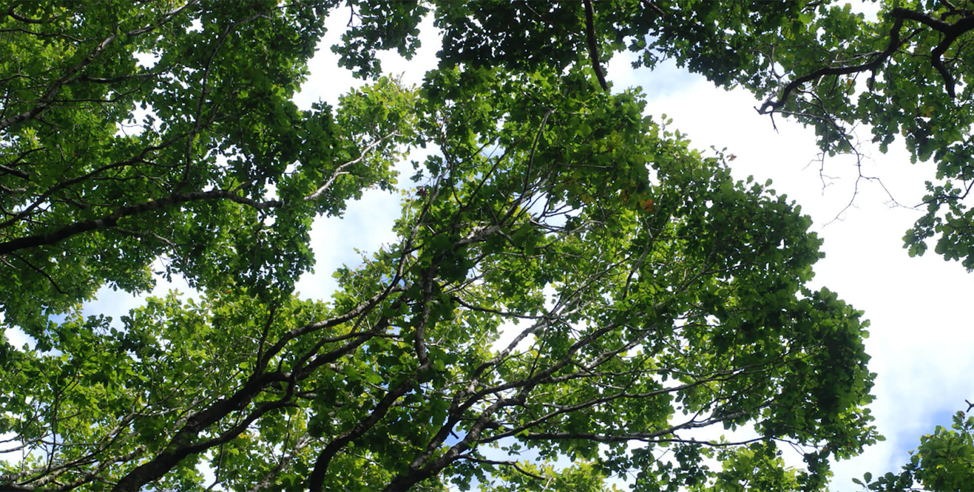 Canopy Cover