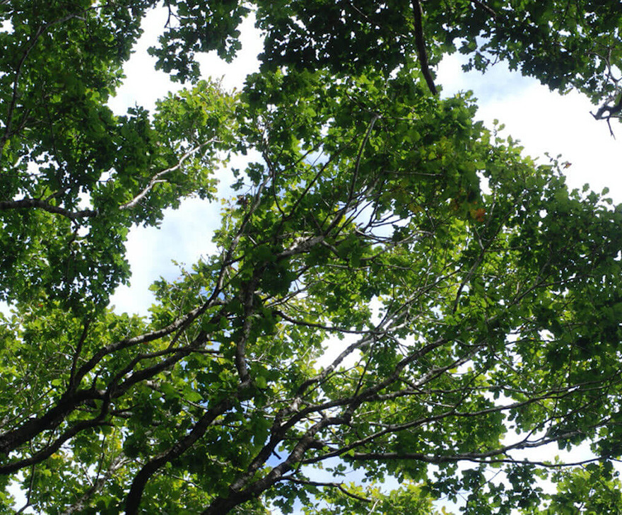 Canopy Cover