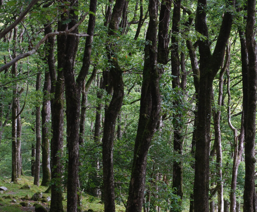 Canopy Height