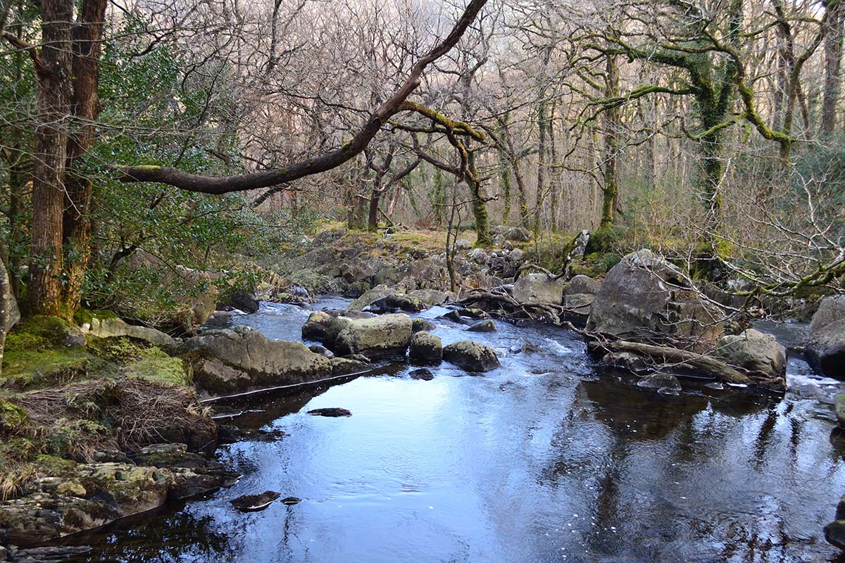 Single aged sessile oak woolands