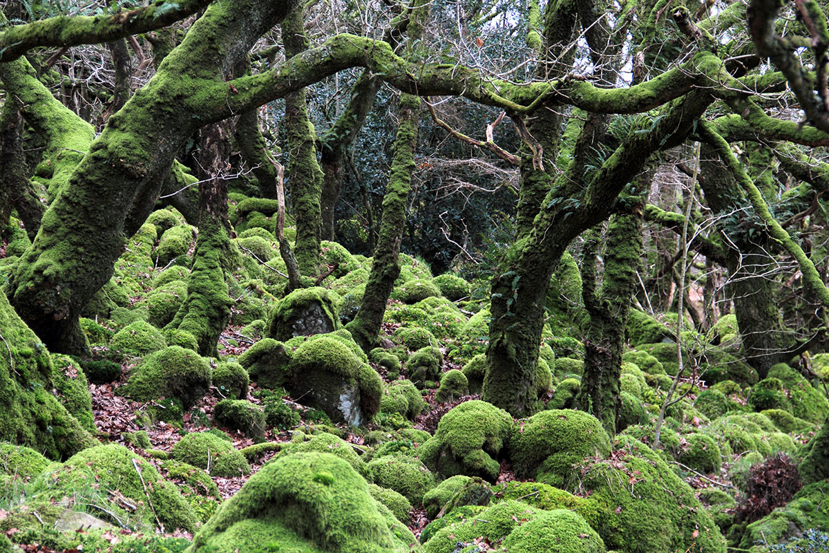 Sessile oak woodlands