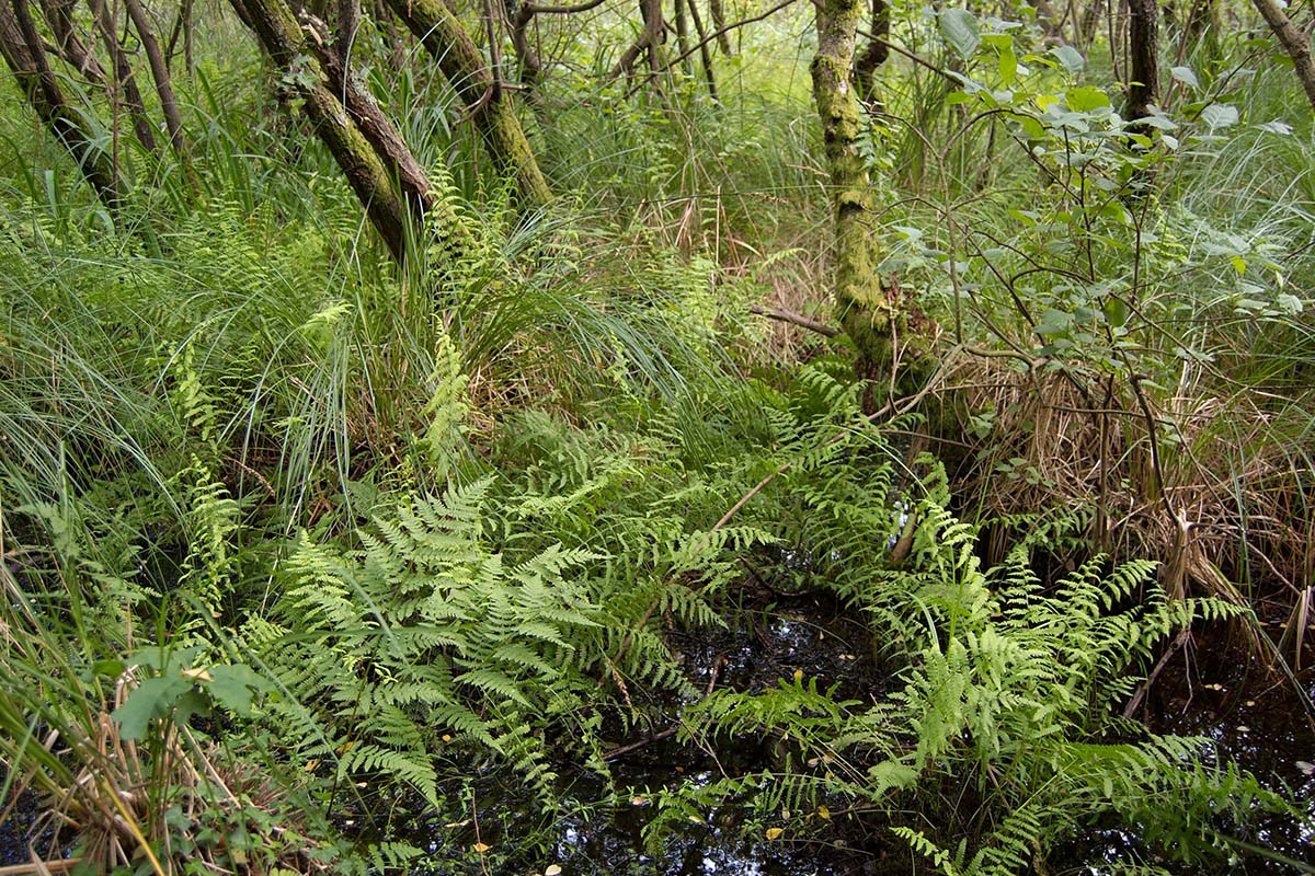 Alder carr