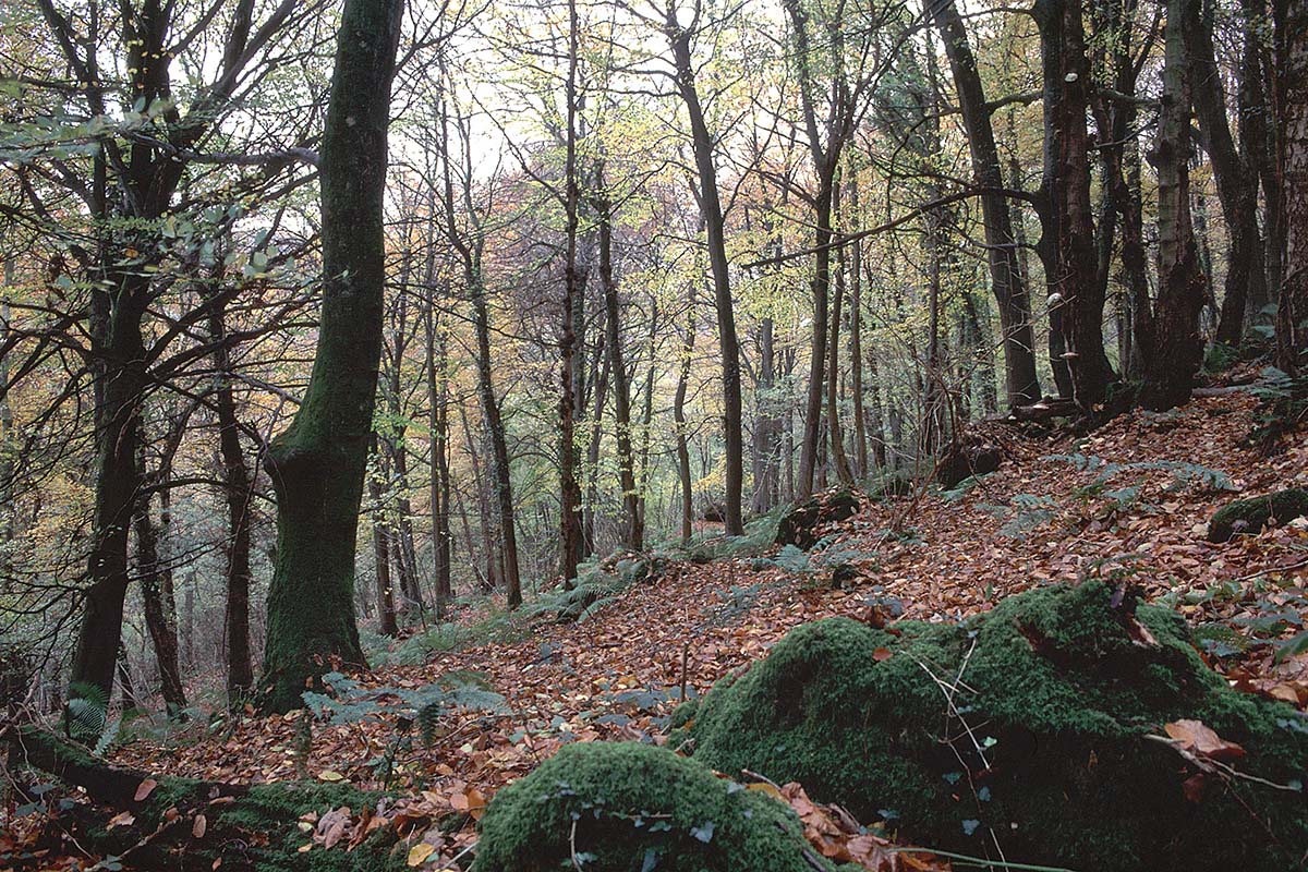 Beech woods