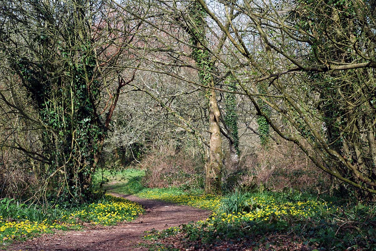 Lime, ash and sycamore woodland