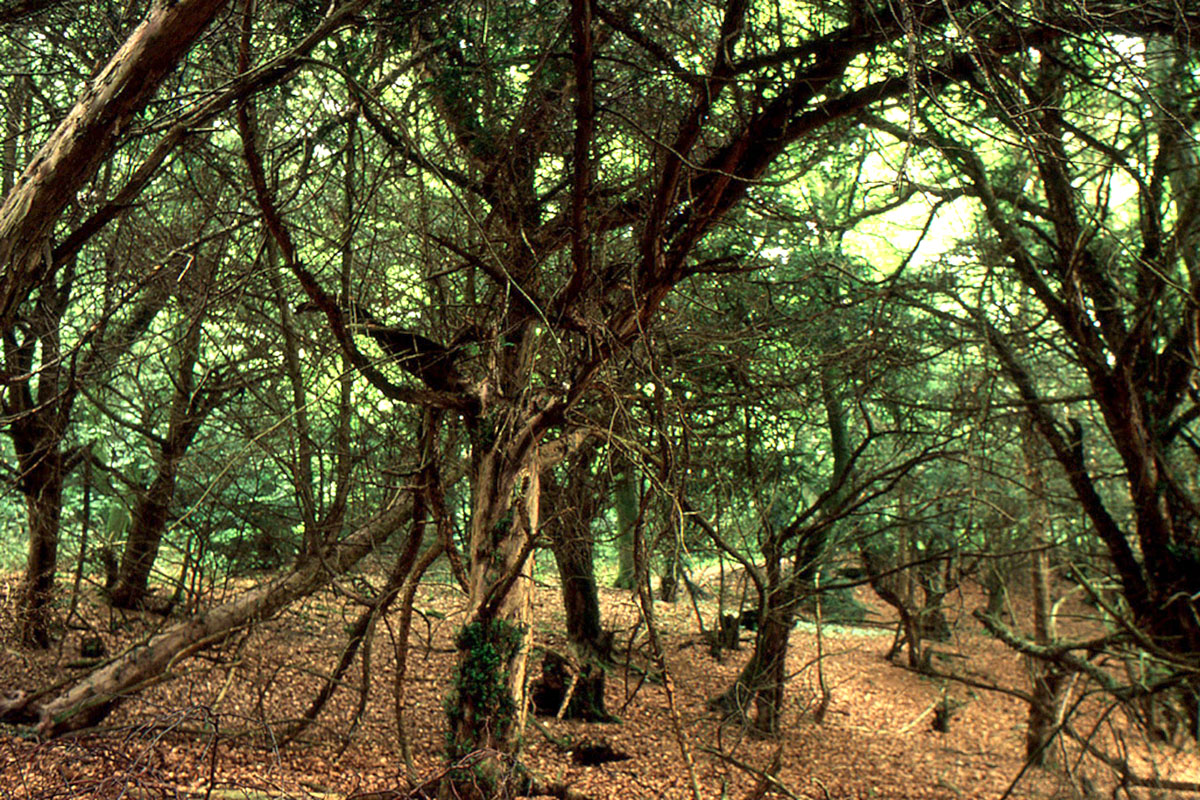 yew woodland