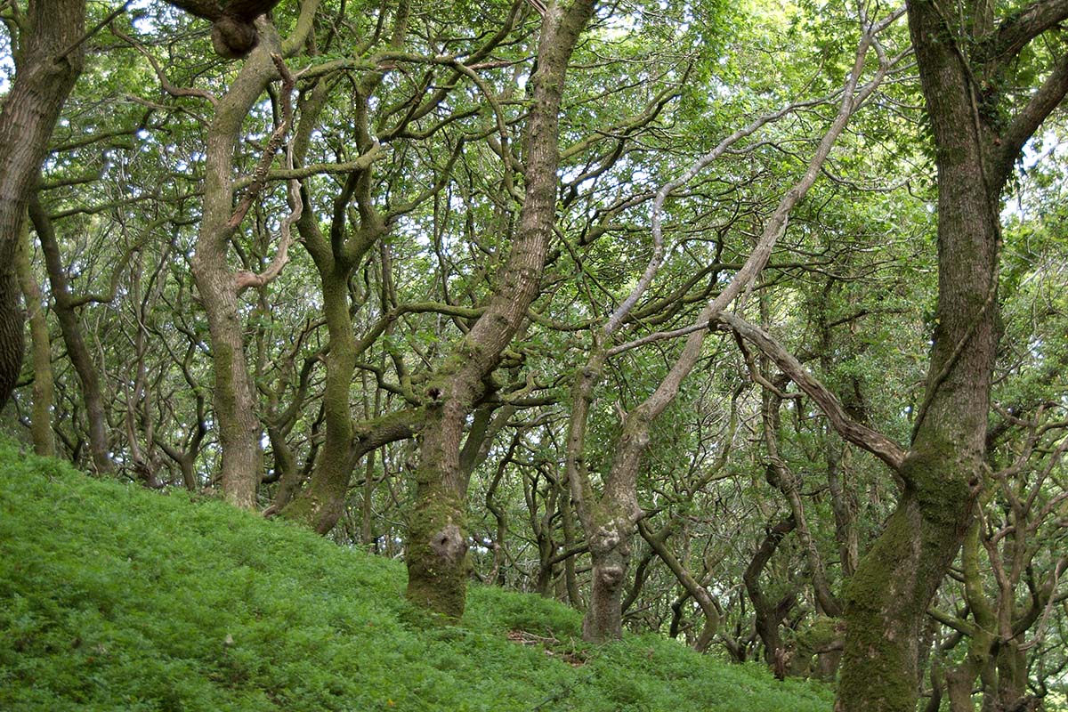 Mature continental sessile oak woods