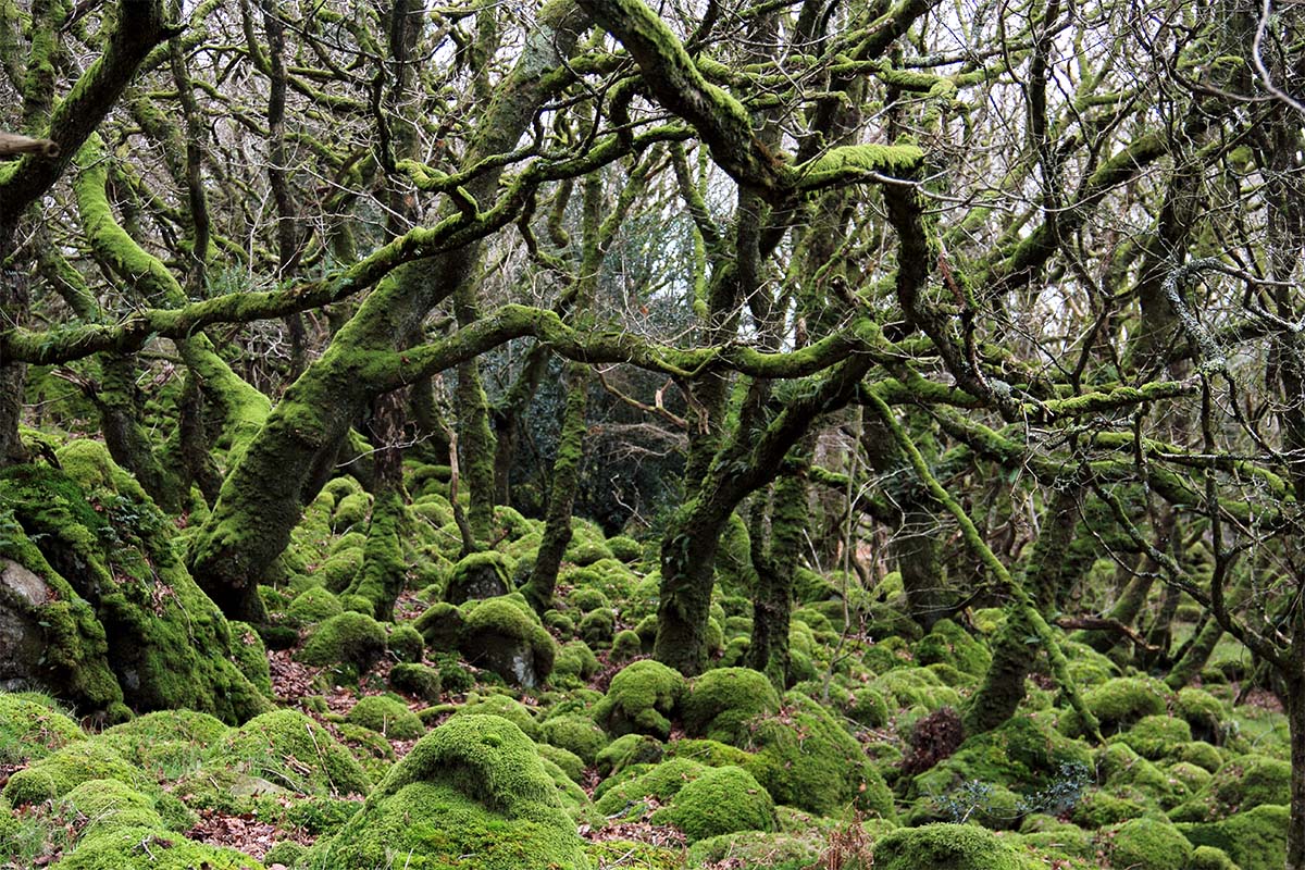 Sheep-grazed Atlantic sessile oak woods