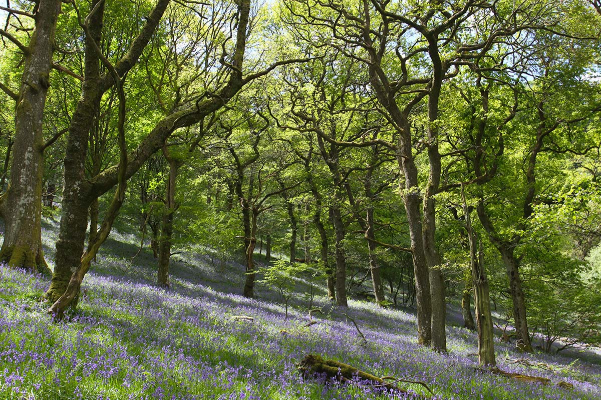 Sessile oak bluebell woods