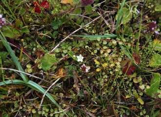 Ecosystem Restoration