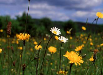 Grassland habitats