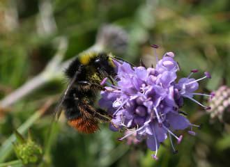 Pollinator-rich habitats