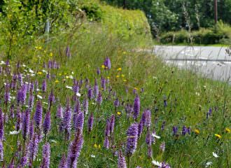 Species-rich road verges