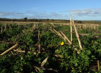 Winter stubbles and farmland birds