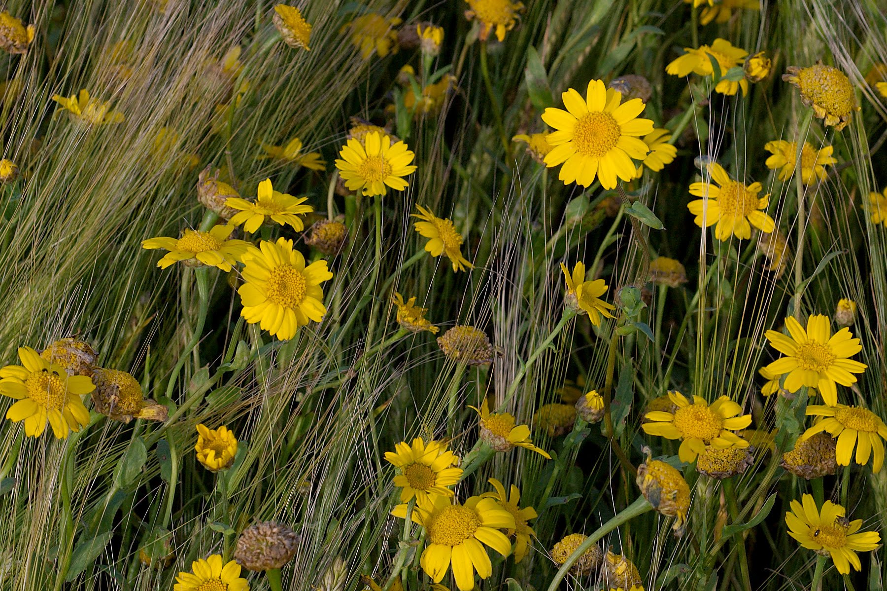 Arable Plant Habitats