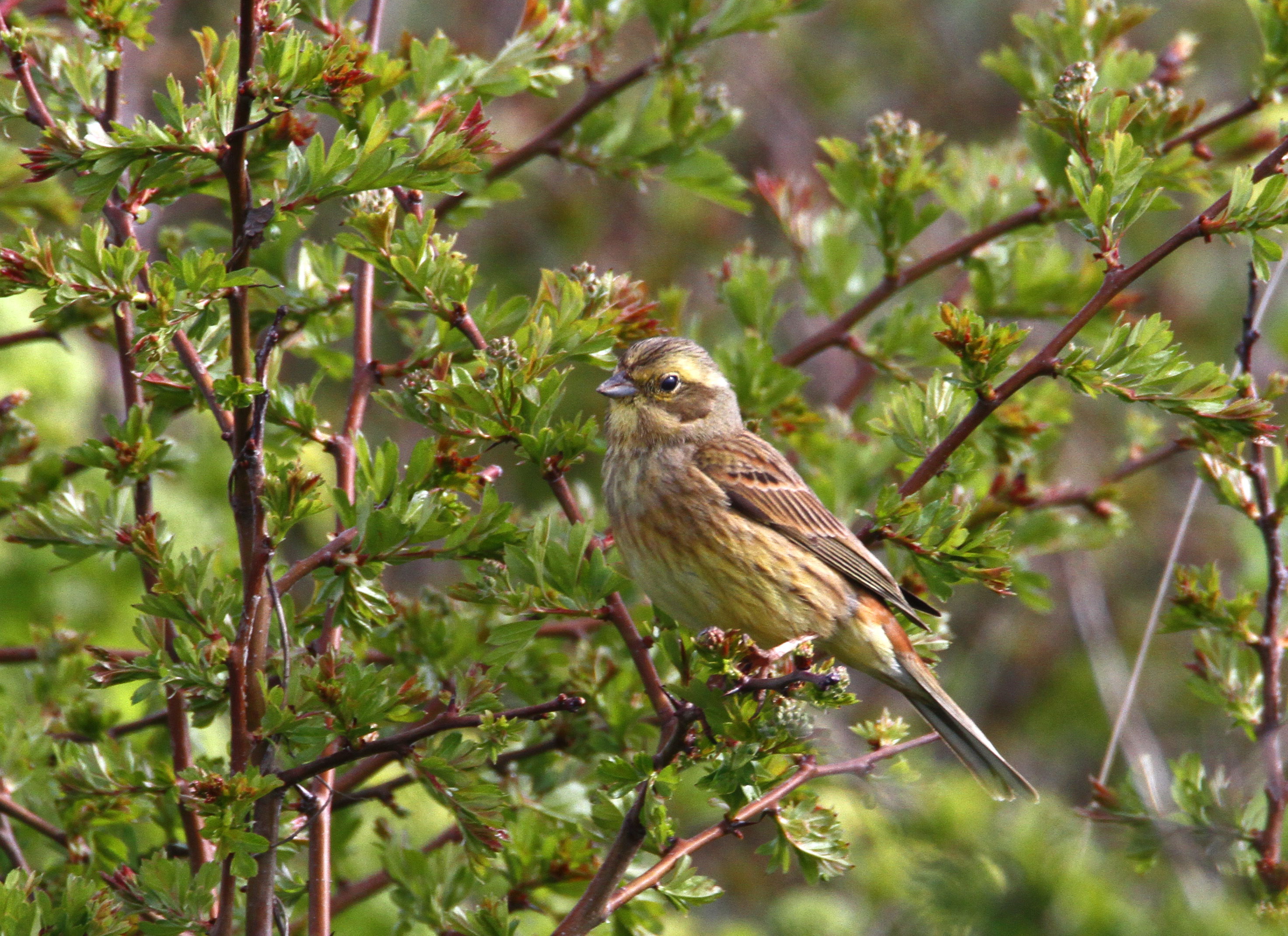 Yellowhammer Breeding Survey