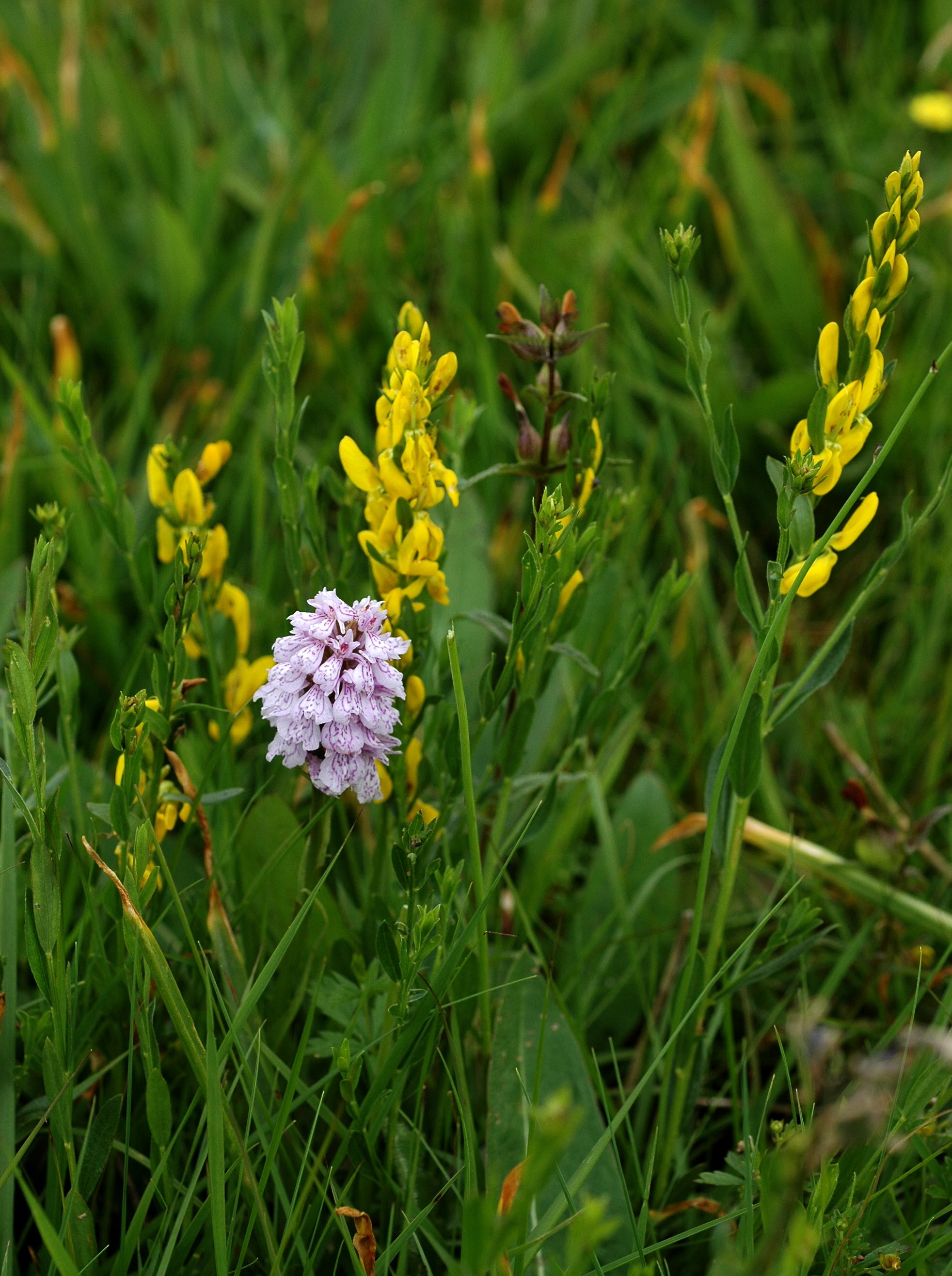 Grassland Habitats