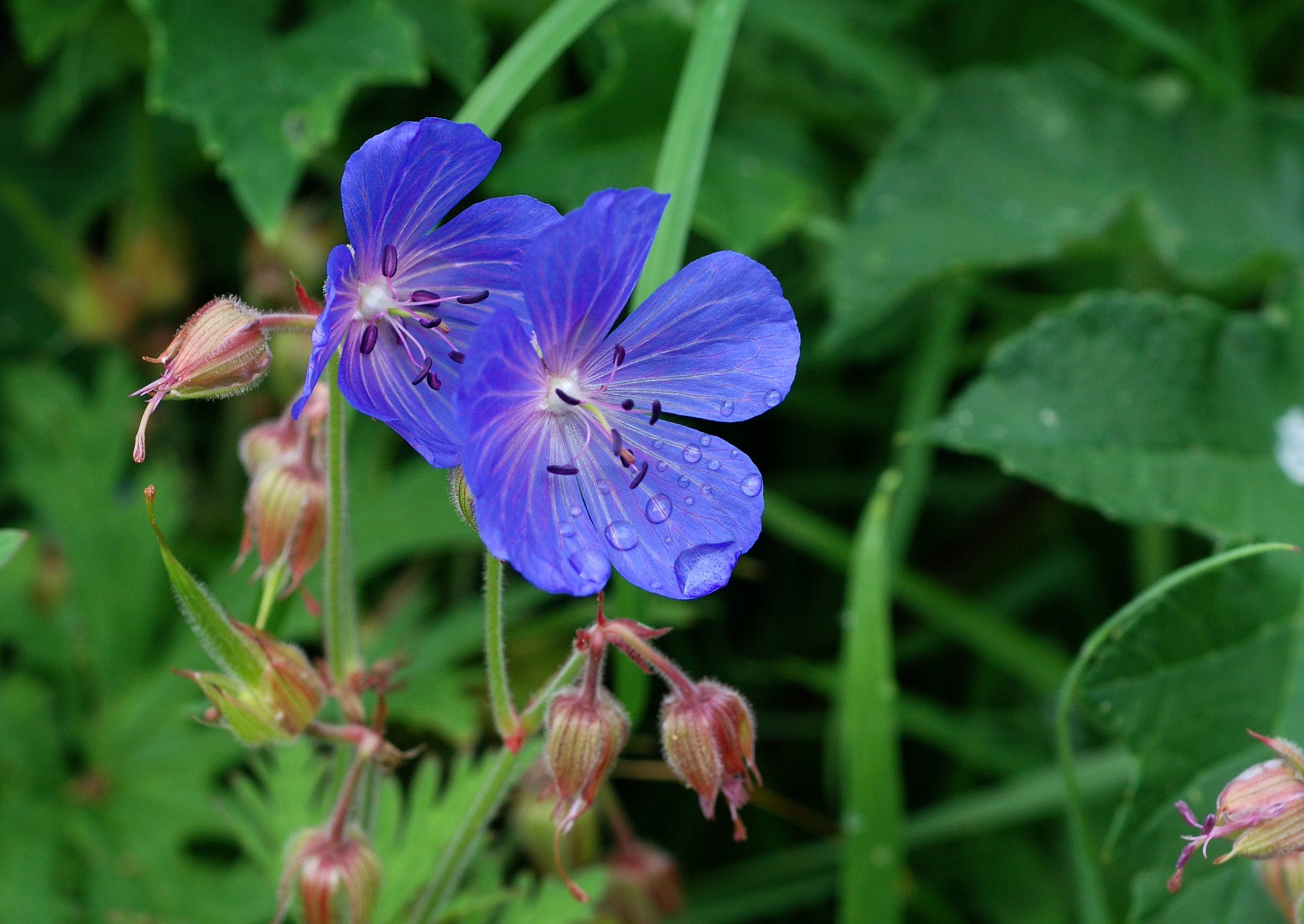 Species-rich Road Verges