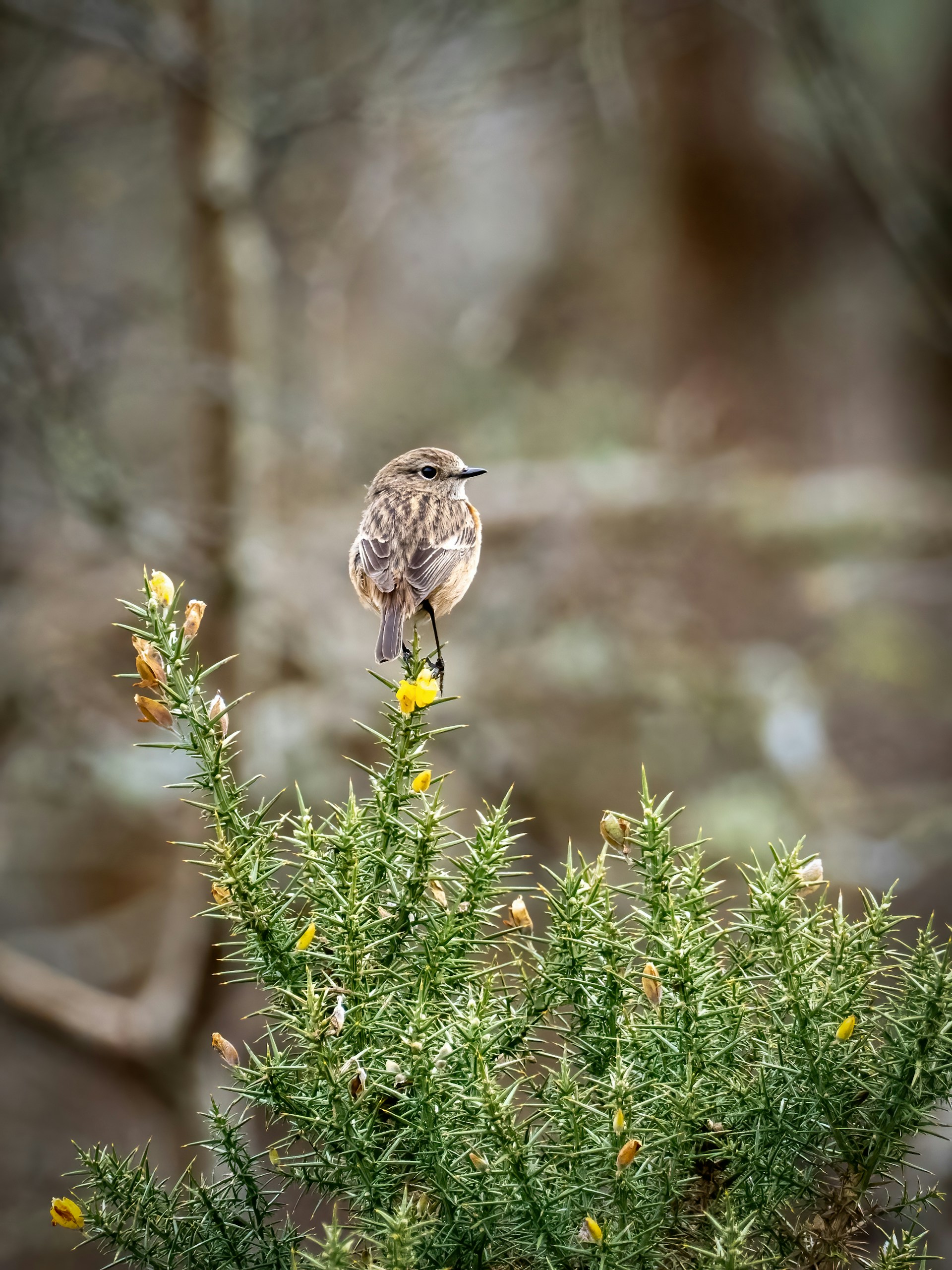 Linking Birds with Habitats