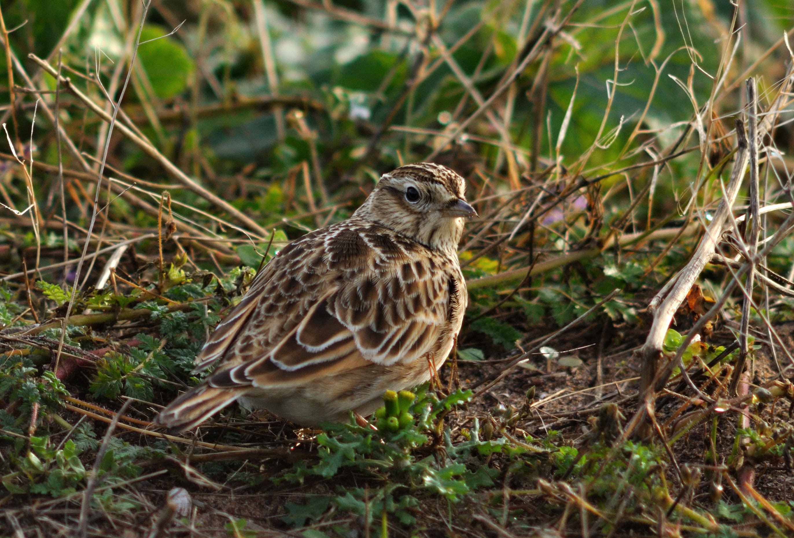 Winter Stubbles and Farmland Birds