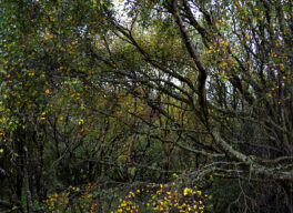 Birch thicket