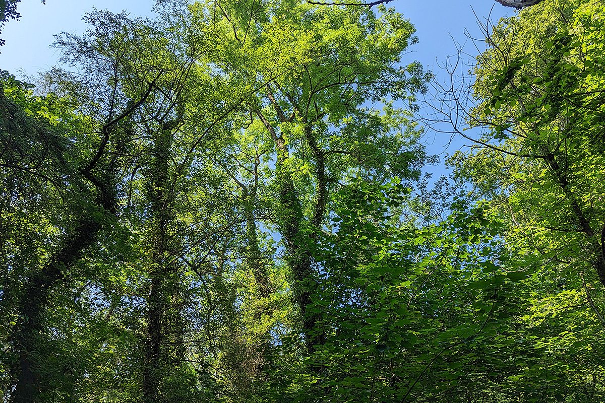 Lime, ash and sycamore woodland