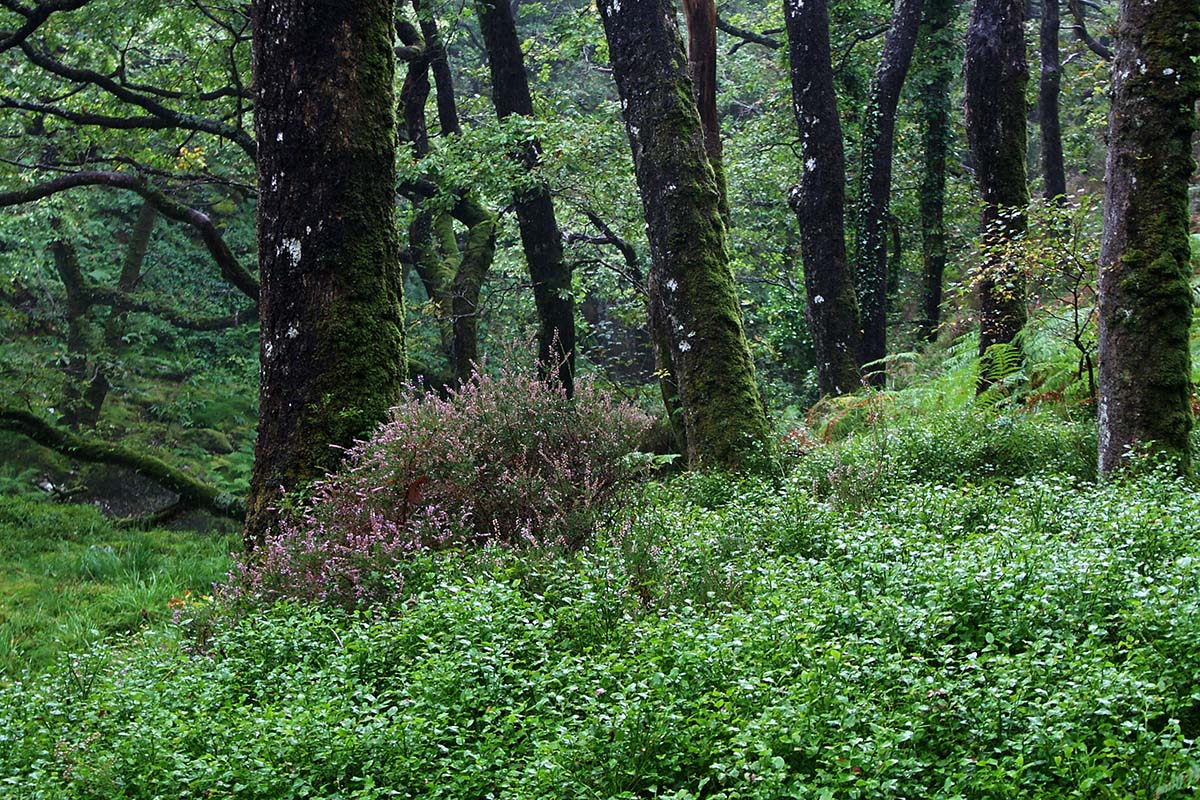 Mature Atlantic sessile oak woods
