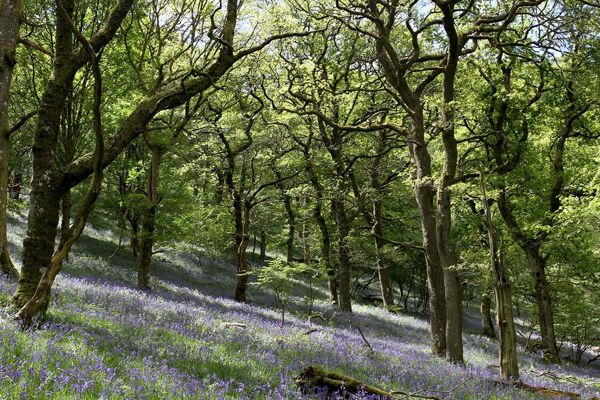 Sessile oak bluebell woods