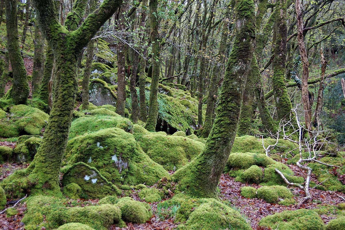 Sheep-grazed Atlantic sessile oak woods