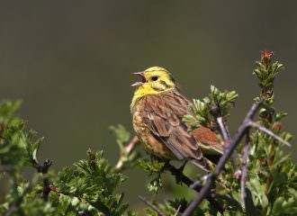 Yellowhammer breeding survey